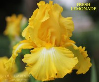 /album/a21/fresh-lemonade-vincent-christopherson-r-2013-jpg1/